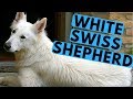 White Swiss Shepherd Dog Breed - Facts and Info の動画、YouTube動画。