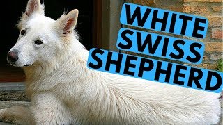 White Swiss Shepherd Dog Breed  Facts and Info