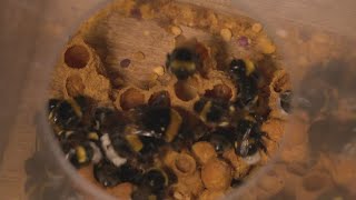 We might have more in common with bees than we previously thought