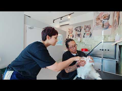 This Cat poops and pees from other Groomers 🙀