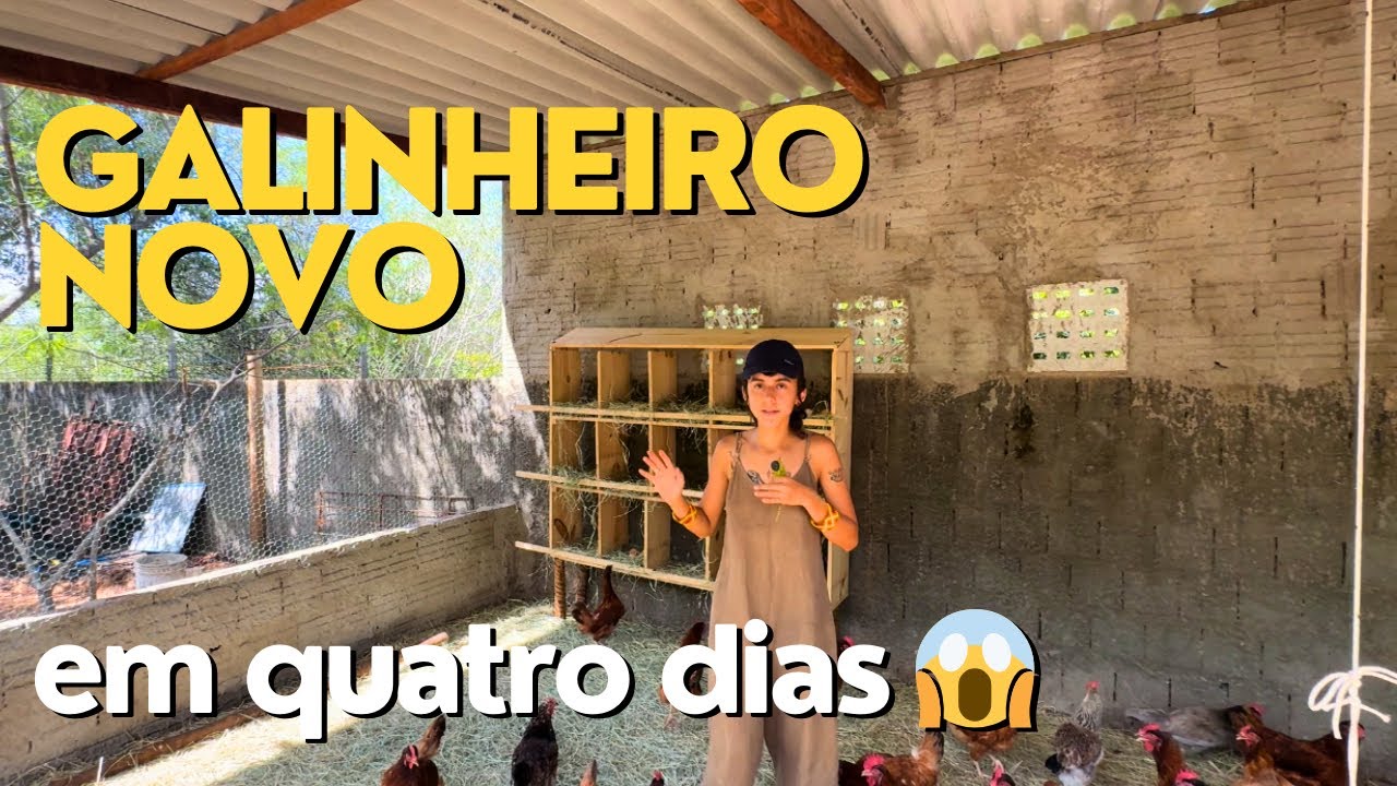GALINHEIRO NOVO em 4 DIAS: a MAIOR LOUCURA que já fiz (ENTENDA O PORQUÊ)