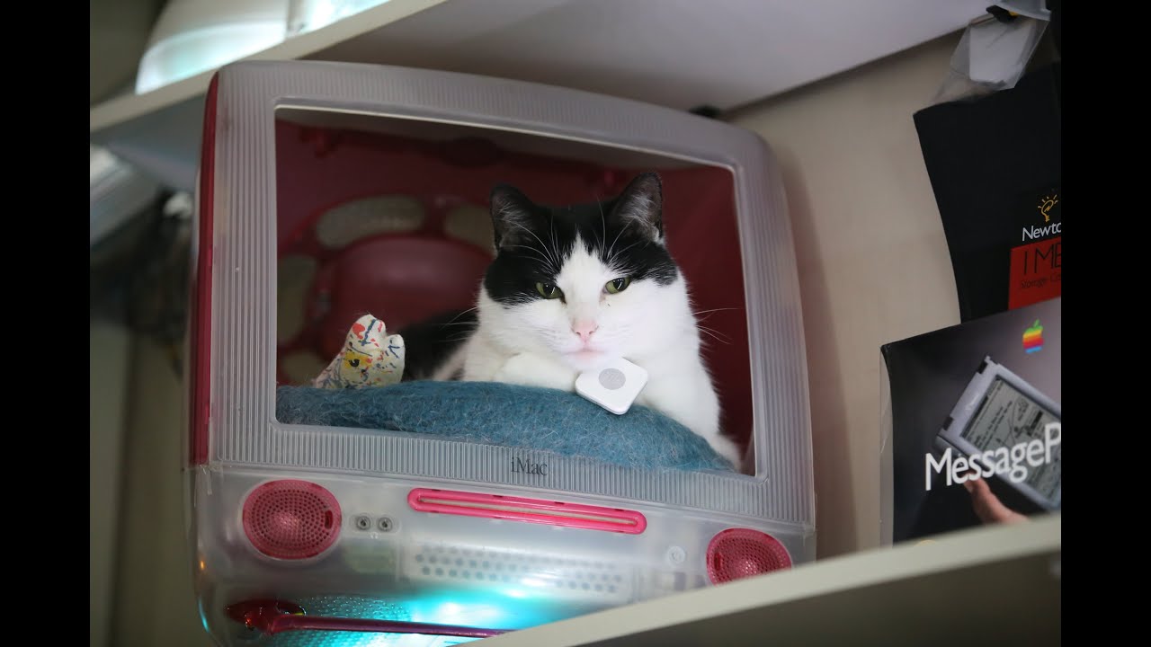 Live Cat Cam YouTube