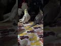 #cutecockatiel #september #singingparrot
