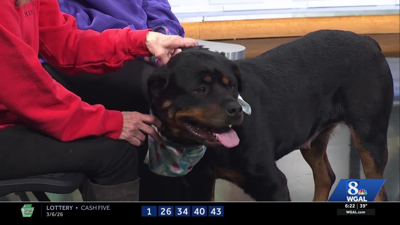 WGAL Paws and Pals 3726