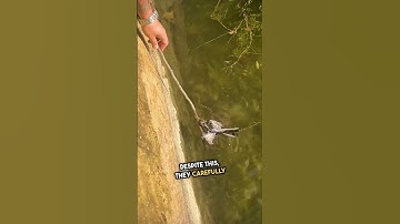 Heartwarming Rescue of Injured Bird! #shorts