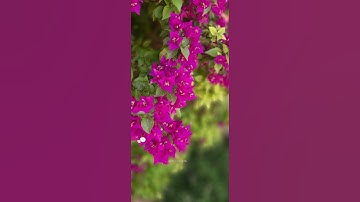 أيات من سورة الكهف بصوت القارئ هزاع البلوشي