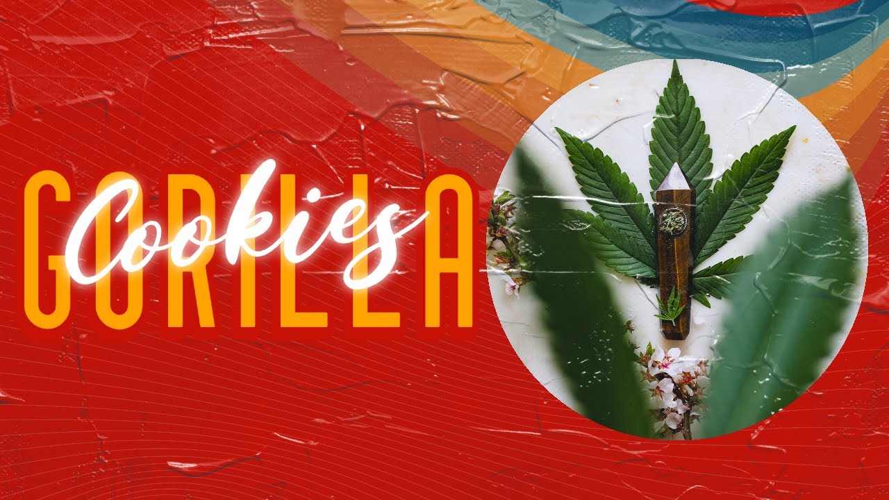 3 Bears OG, C4, Booger Sugar, Star Pupil - Week 4 Of Flower - Spider Farmer SF-1000 - Cannabis