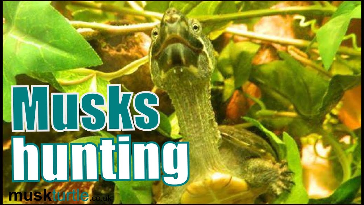 Sternotherus odoratus hunting