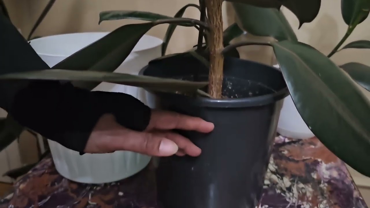 Rubber Tree Complete Care Guide, Ficus Elastica Burgundy