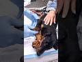 Watch Progress of Abandoned Doberman Puppy with Injured Paw #puppy #animalrescue #lovefurryfriends