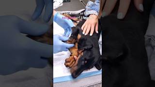 Watch Progress of Abandoned Doberman Puppy with Injured Paw #puppy #animalrescue #lovefurryfriends