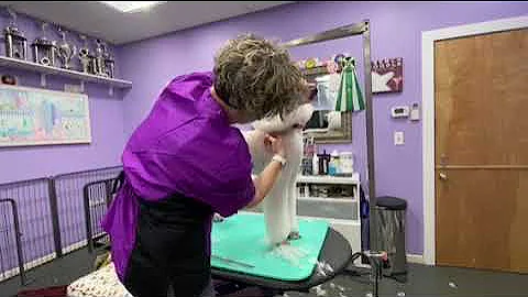 Poodle Grooming with Julie Pantages and Geib Yoshi...