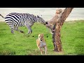Extreme fight Zebra vs Lion to save her baby, Wild Animals Attack