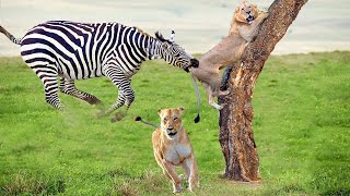 Extreme fight Zebra vs Lion to save her baby, Wild Animals Attack