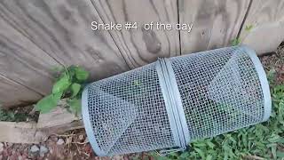 HOW MANY SNAKES DID I CATCH TODAY NEAR MY CHICKEN COOP? #backyardchickens