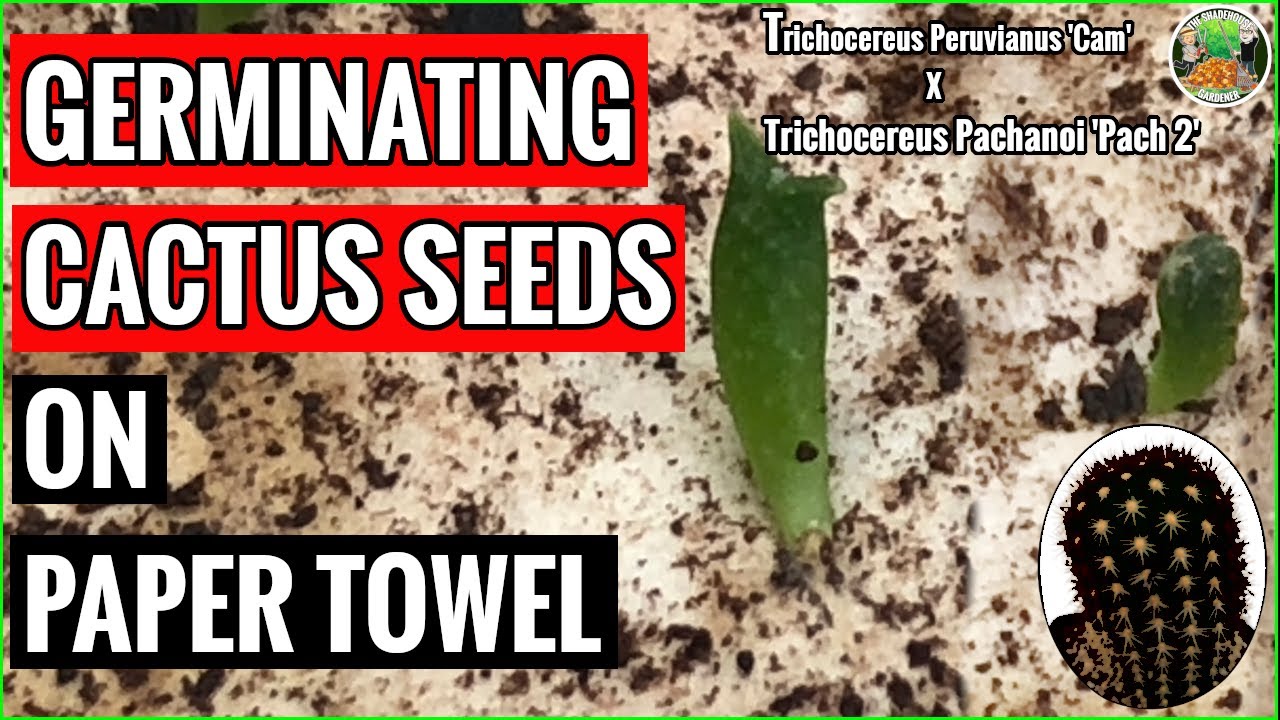 Germinating Cactus Seeds On Paper Towel