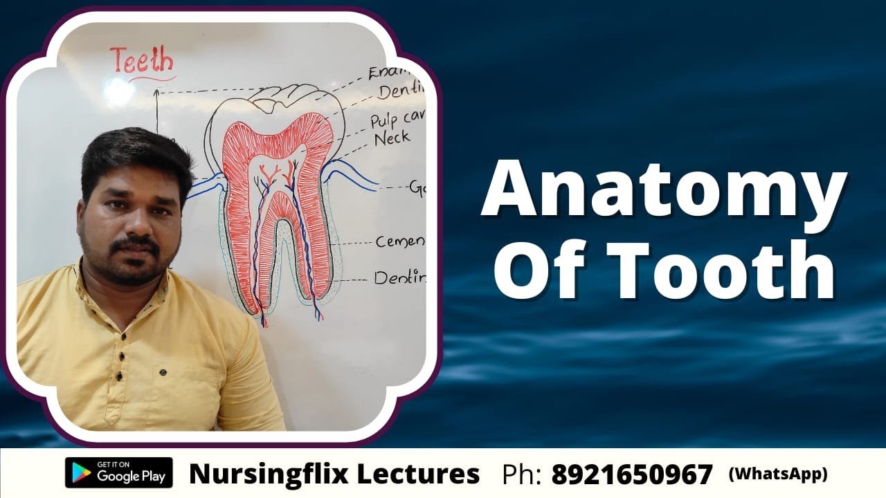 Teeth Complete Anatomy Explained In Malayalam YouTube