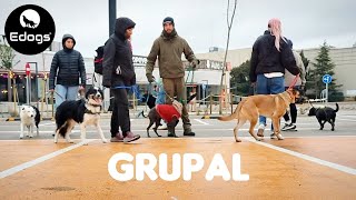 TRABAJO GRUPAL PSICOLOGÍA CANINA EDOGS 🐺 by Equilibradogs - Psicología Canina 190 views 1 month ago 1 minute, 39 seconds