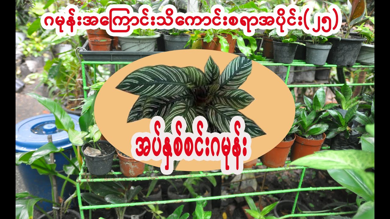 ဂမုန်းအကြောင်းသိကောင်းစရာအပိုင်း(၂၅) အပ်နှစ်စင်းဂမုန်းပင်