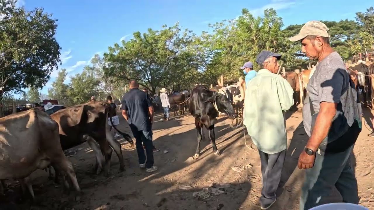 TIANGUE DEL TRANSITO SAN MIGUEL EL SALVADOR 
