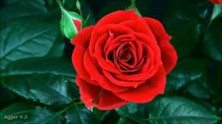 Ya Rasul Selam Aleyke