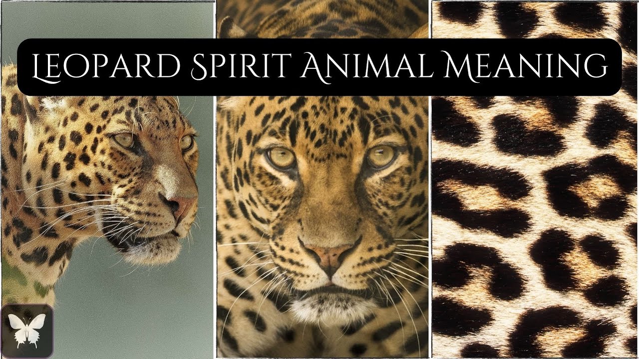 Leopard Spirit Animal: Meaning & Symbolism unlock the powerful....