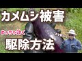 カメムシ被害が大変！めっちゃ効くカメムシの駆除方法　抜群の効果で被害軽減！【髭サン農家】