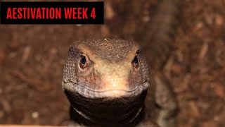 Savannah monitor// 1 month with no food. Wealth