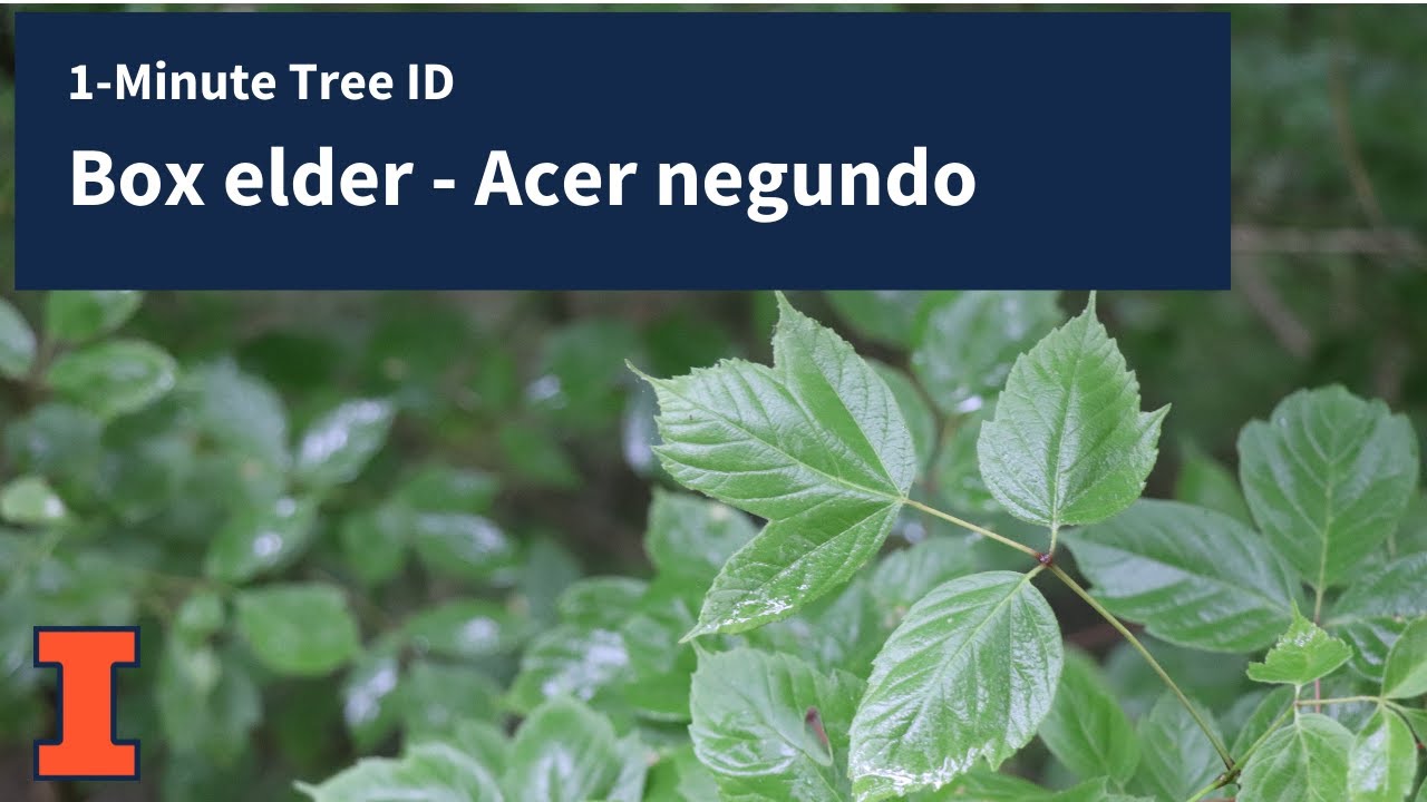1-Minute Tree ID - Box elder, Acer negundo 