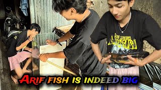 Download Lagu Overmand door nieuwsgierigheid om Arifs huisdiervis te zien. MP3