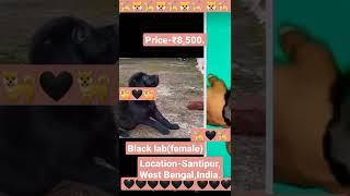 To buy this puppy contact me on instagram.Check the description(very important)👉👉