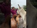 Greetings and good morning it’s the Thursday wet farm rush hour with Kate, Lorna, George &amp; Dreamy