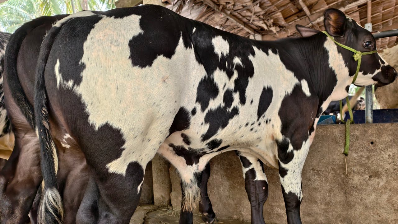 SĐT: 0393443007, Lô Bò BBB, KEM ĐẸP 13/1/2026 Trại Bò Bảy Phán Mỏ Cày Bắc, Bến Tre