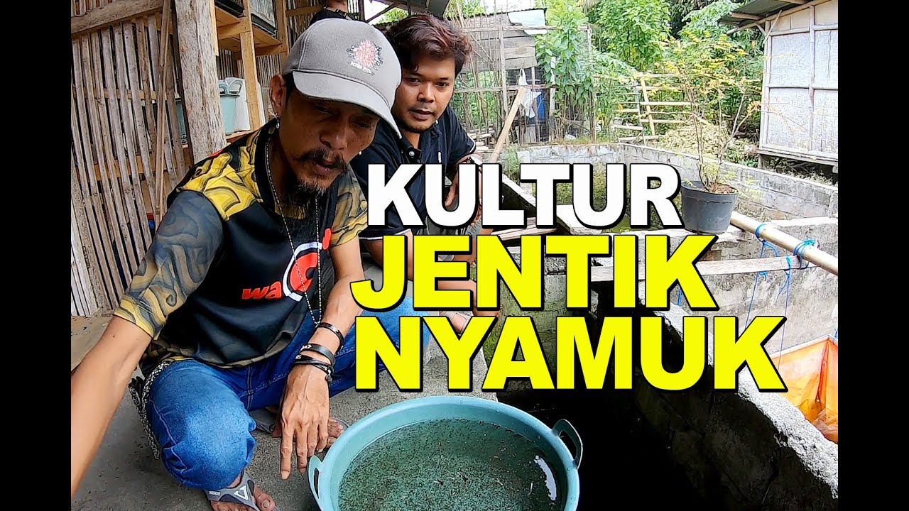 MAIN KE PENGKULTUR JENTIK NYAMUK DI BANTUL