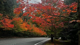 Fall in Redmond, Washington | Microsoft’s Home | Seattle Drive 4K