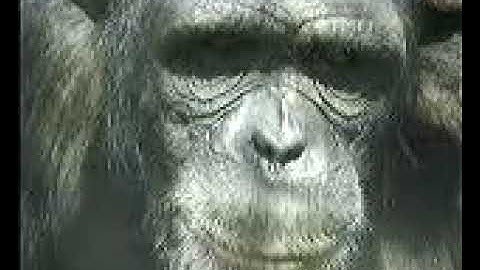 MPG MPEG AMIGA PC ANIMATION FROM AMIGA CDs MONKEY