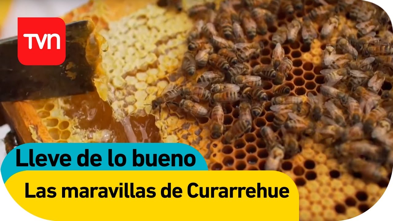Lleve de lo bueno | E5: Curarrehue | Buenos días a todos