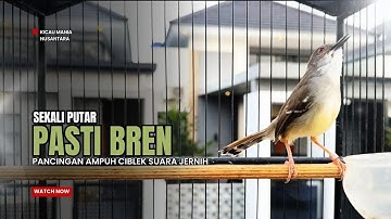 Burung Ciblek SEMI Gacor NGEBREN Untuk Pancingan Ciblek dan MASTERAN BURUNG Kesayangan Anda