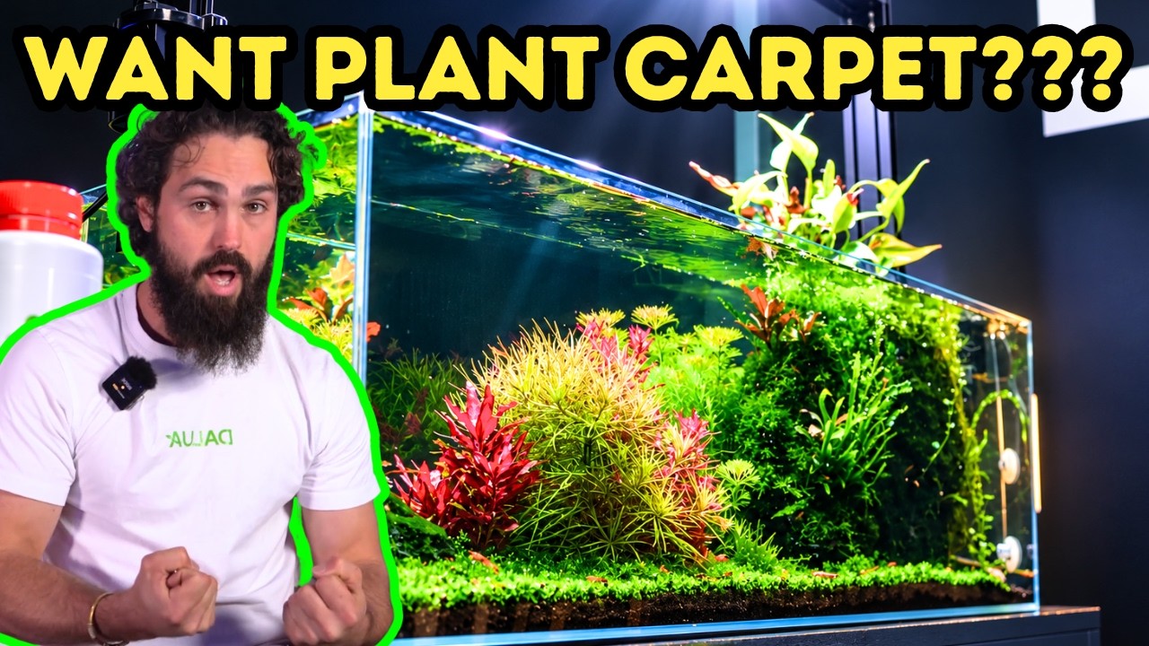 Grow a LUSH Aquarium Carpet Without CO2