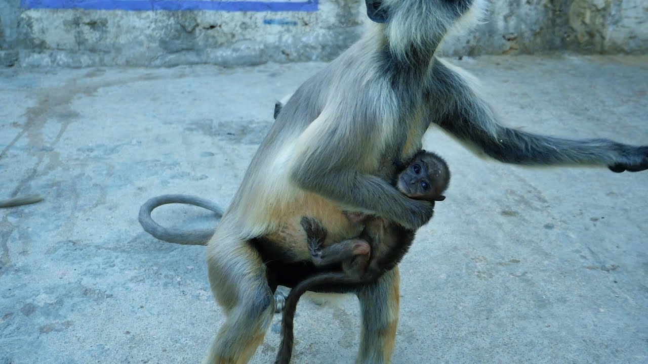 Cute Baby Monkey and Langur Monkeys looking very adorable. bandar ...