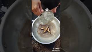 Khasiat Akar Pohon Pepaya Buat Pengobatan Batu Ginjal