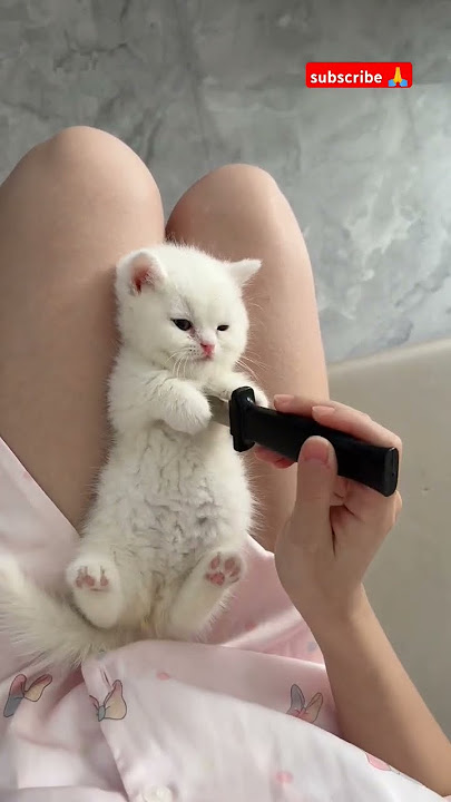 'The Cutest Fake Knife Prank Ever! 😍🐱' #shorts #kitten #prank