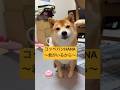 【オリジナル曲】コッペパンHANA〜君がいるから〜#柴犬 #豆柴 #shibainu #犬のいる暮らし #shorts