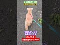 #トイプードル #シニア犬