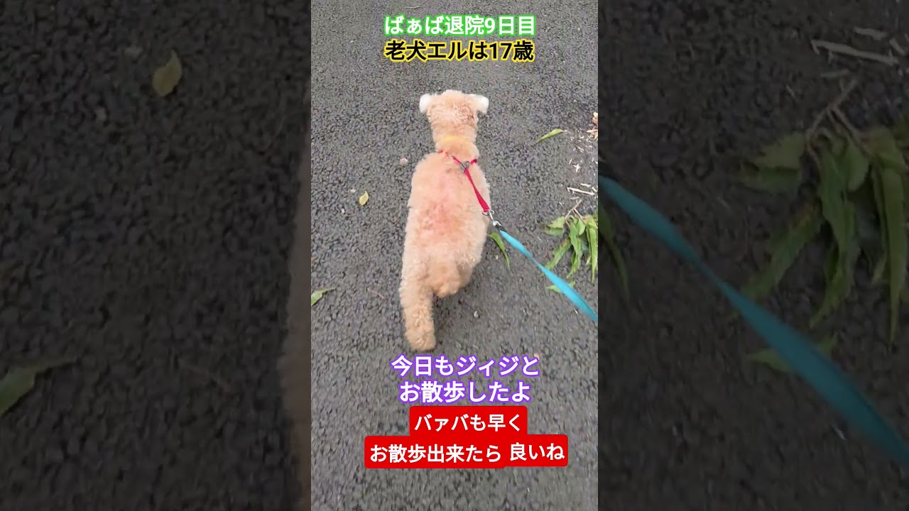#トイプードル #シニア犬