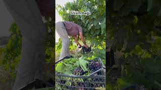 Üzüm Bağı
