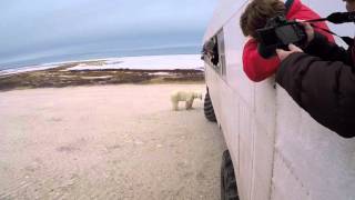 A Polar Bear At The Door