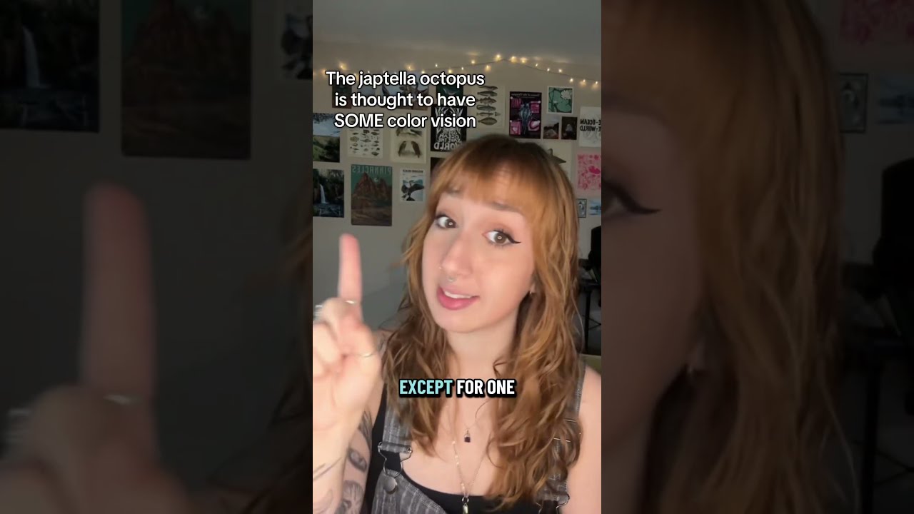 Octopus Expert Reacts Are Octopuses Aliens 