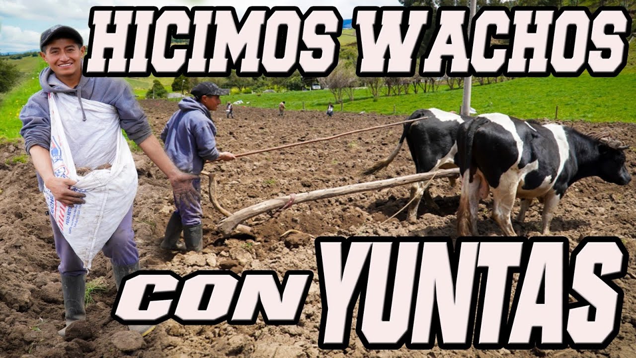 SEMBRANDO MEDIA HECTÁREA DE PAPAS 🥔 (En el campo 😱) | Edii Luu