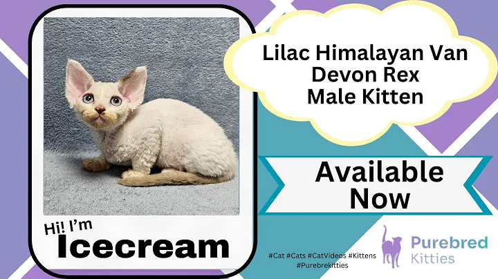 Watch the video about Ice Cream Lilac Himalayan Van Devon Rex Male Kitten Available Now | Purebred Kitties